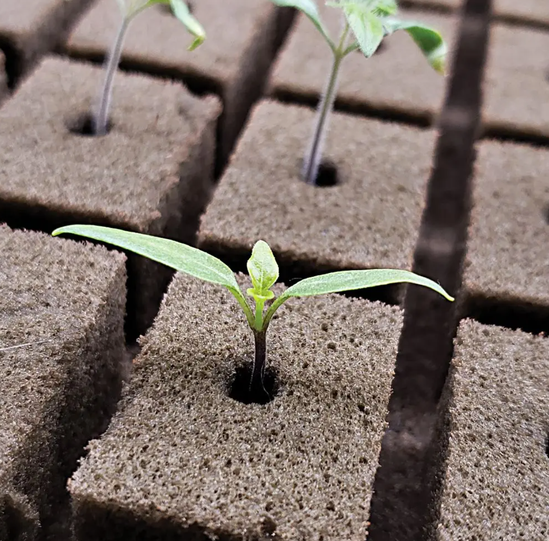 OASIS Rootcubes 162-Cell Sheets Seedling Cubes