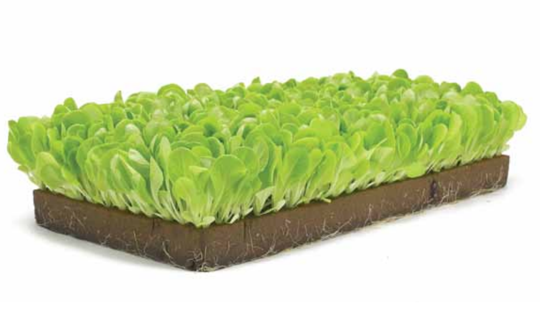 OASIS Rootcubes 162-Cell Sheets Seedling Cubes
